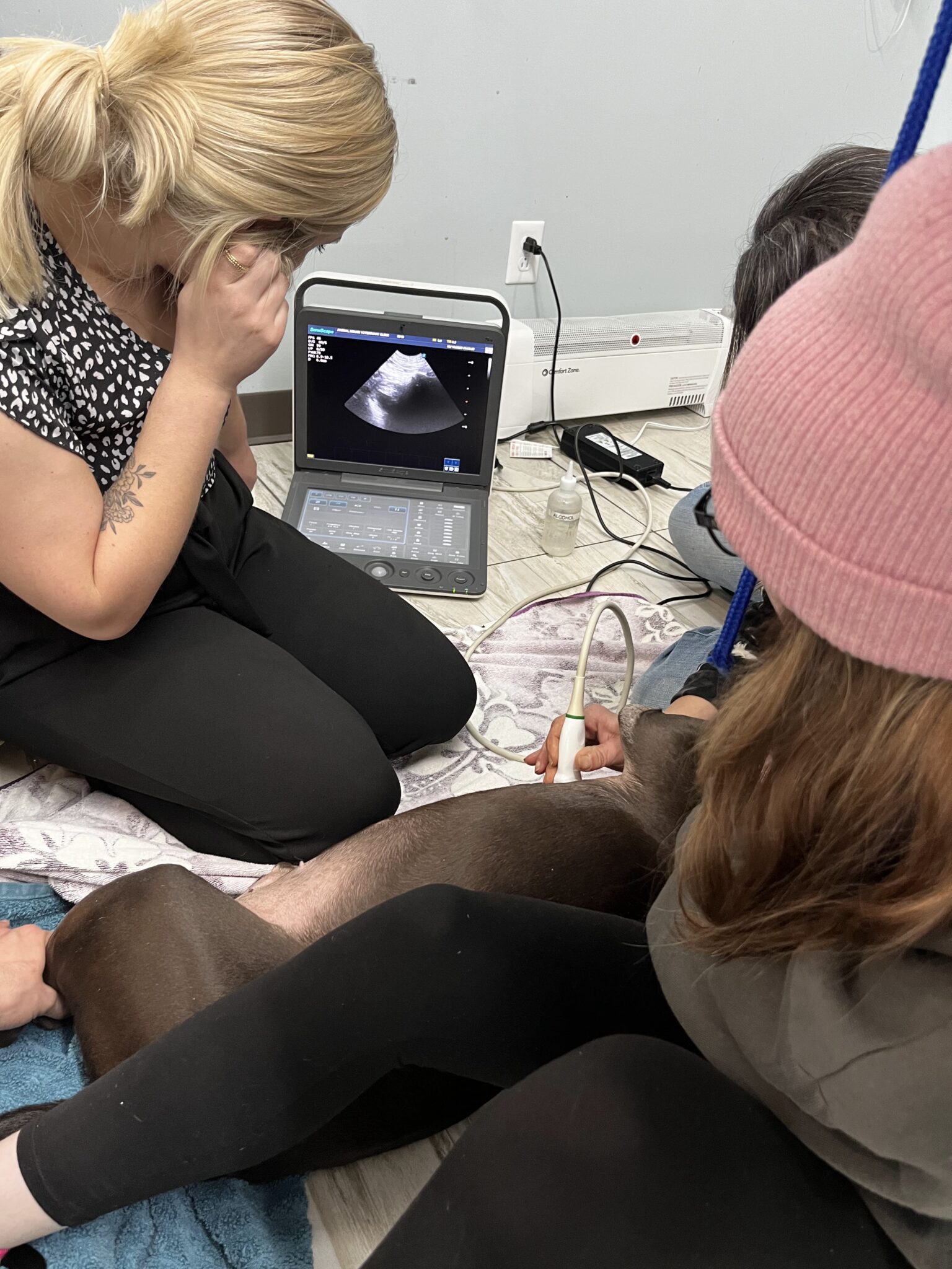 Ultrasound Nashville Animal House